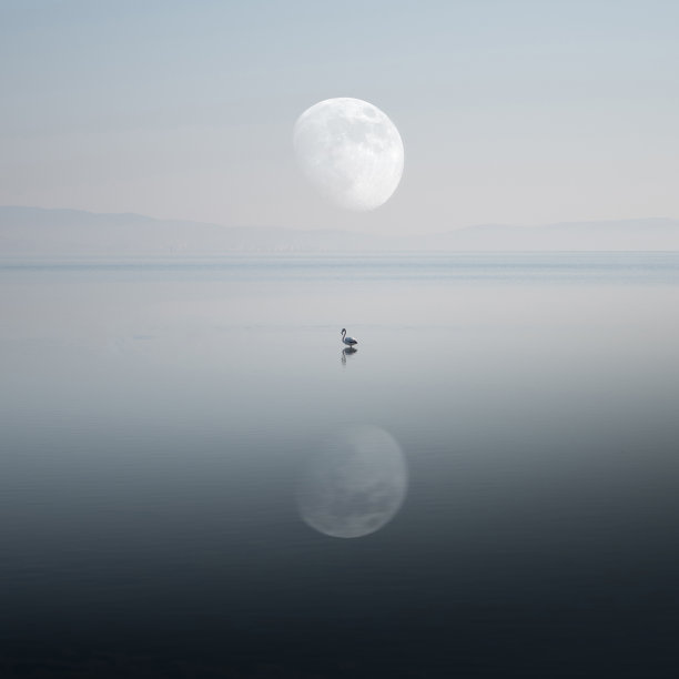 站在海中的火烈鸟和背景中的月亮都在水中倒映图片下载