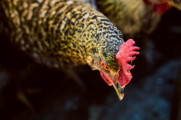 斑点母鸡低头看灯光特写图片下载