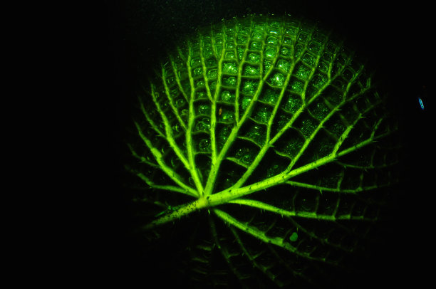 从水下捕捉到漂浮的睡莲叶子图片下载