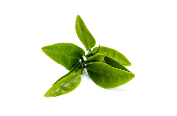 孤立在白色背景上的绿茶叶子图片下载