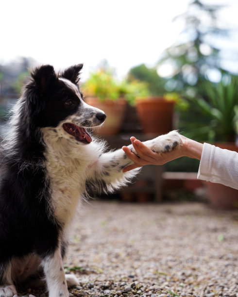 一只边境牧羊犬小狗和一个女孩握手的特写图片下载