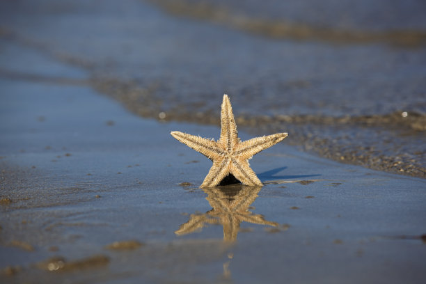 海滩上的海星和它的倒影，在海浪后面图片下载