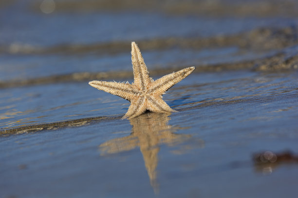 海滩上的海星和它的倒影，在海浪后面图片下载