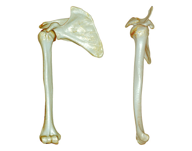 白色背景隔离的Arm 3D渲染CT扫描。图片下载