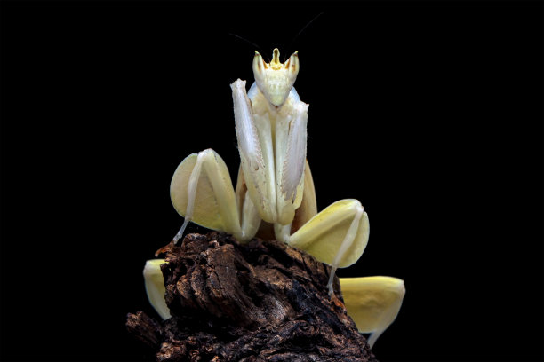 黄兰花螳螂在树枝上图片下载