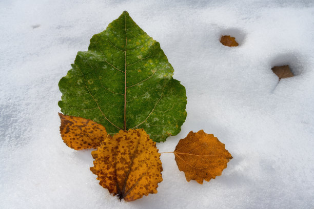 秋叶落在第一场雪上。特写镜头图片下载