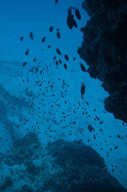 垂直拍摄水下岩石和鱼图片下载