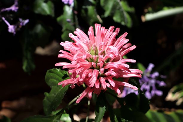 美丽的照片盛开的司法(火烈鸟花)在阳光与模糊的背景图片下载