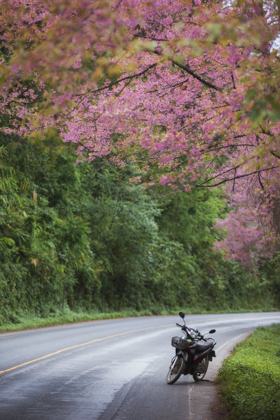 美丽的粉红色樱花或喜马拉雅樱花(Prunus cerasoides)在Doi Ang Khang，泰国清迈。图片下载