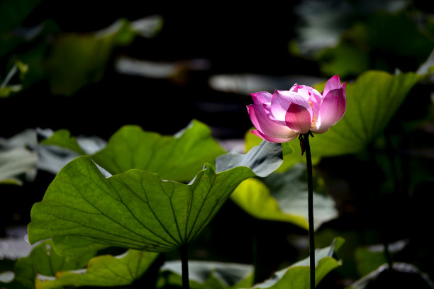 荷花的芽和叶图片下载