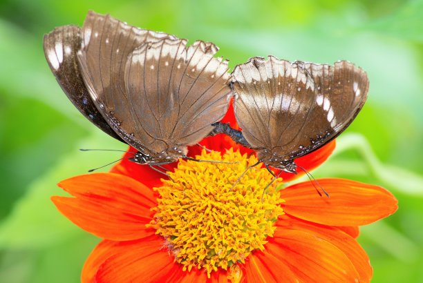 在橙花上交配的蝴蝶——动物行为。图片下载