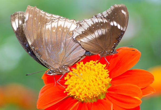 在橙花上交配的蝴蝶——动物行为。图片下载