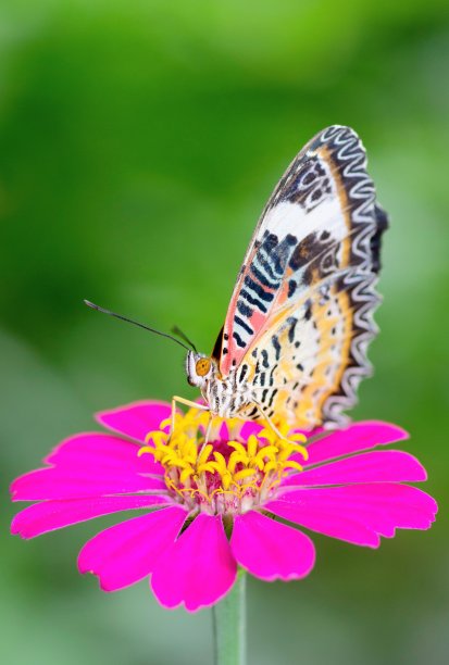 蝴蝶喝粉色花朵的汁液——动物行为。图片下载