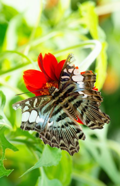 不完美的蝴蝶展开撕裂的翅膀，喝花的汁水。图片下载