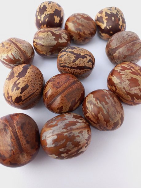 一组橡胶种子被隔离在白色背景上，特写图片下载