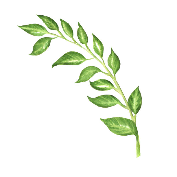 手绘水彩树枝的叶子。鲜绿色隔离元件图片下载