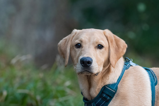 黄色拉布拉多幼犬图片下载