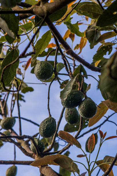 有机牛油果栽培。图片下载
