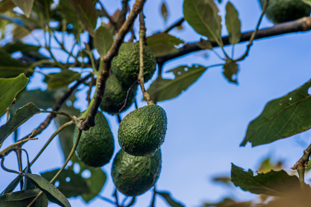 有机牛油果栽培。图片下载