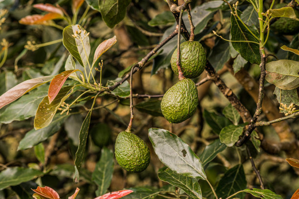 有机牛油果栽培。图片下载