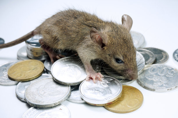 家鼠会计站在印尼盾上。腐败的例证。图片下载