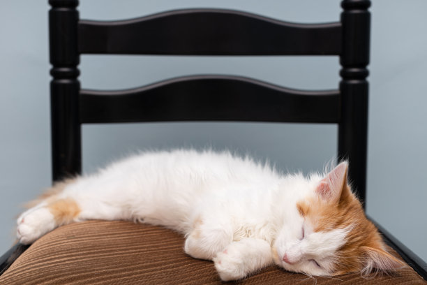 白猫睡在柔软的椅子上。图片下载