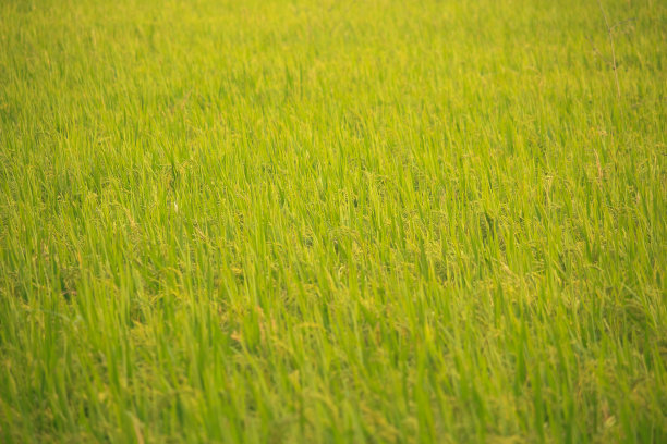 这片田地的收成很好。图片下载