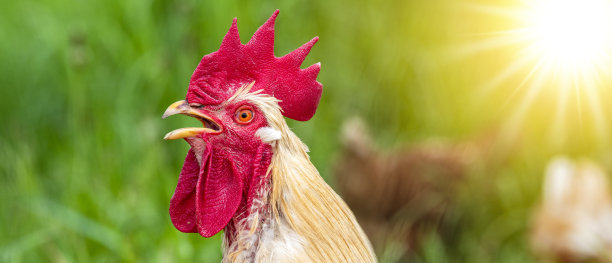 公鸡头像图片下载