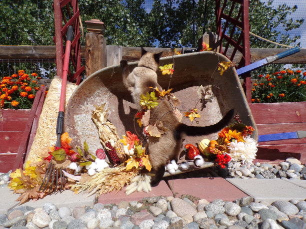 收获的猫图片下载