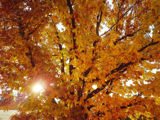 秋天树木的低角度视图图片下载