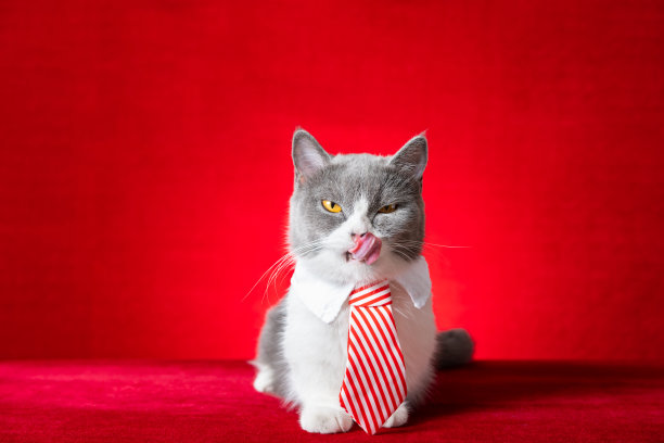 可爱的英国短毛猫，戴着商务领带图片下载