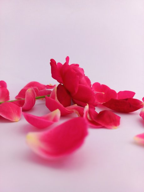 红色玫瑰花瓣在抽象的花卉背景与美丽的玫瑰花瓣。白色背景的特写图片下载