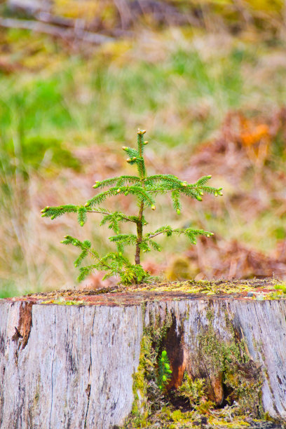 新树长在老树上图片下载