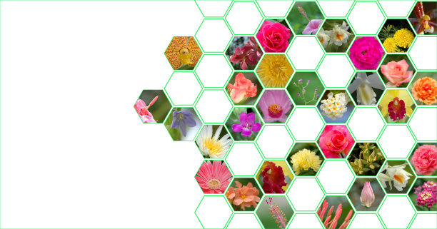 照片画廊图片下载