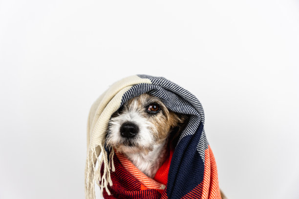 一只小梗狗的肖像图片下载