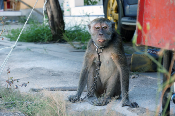 为街头表演而训练的猕猴图片下载