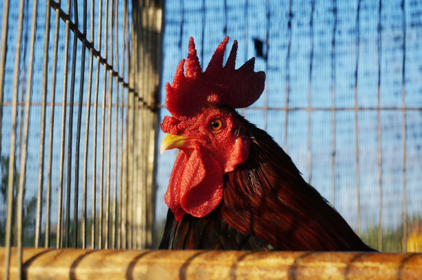 一只公鸡在笼子里图片下载