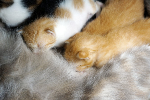 新生的小猫喝妈妈的奶，选择性的专注图片下载