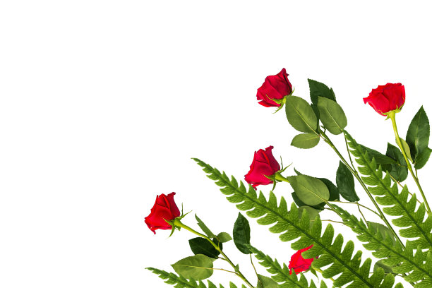 白色背景下的五朵红玫瑰。花的背景图片下载