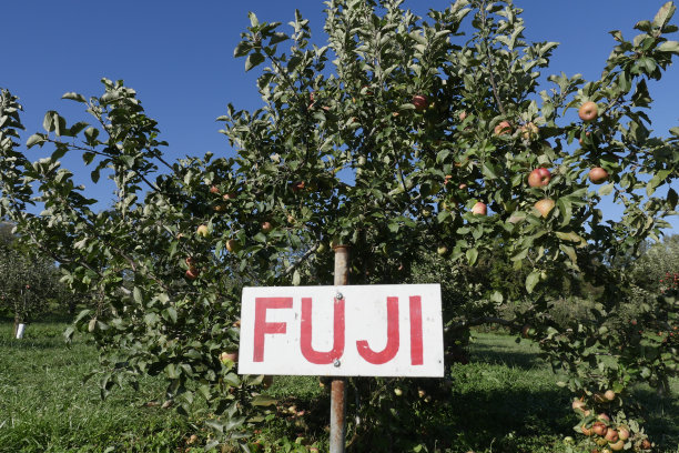 以蓝天为背景的果园里的一棵富士苹果树的美丽照片图片下载