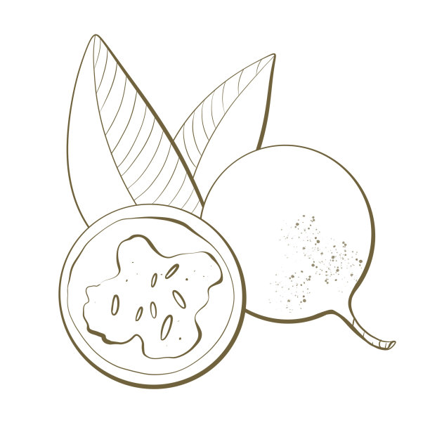 简单的轮廓草图线条设计元素水果热带黄色格兰兰或西番莲可食用异国情调的印刷包装食品和化妆品图片下载