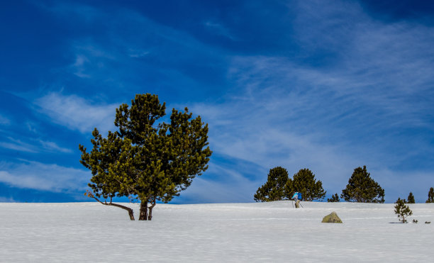 在蓝天下的雪地上生长的树木的美丽照片图片下载