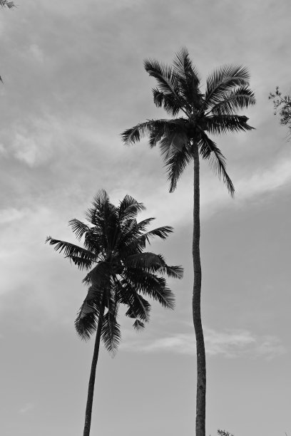 椰子树图片下载