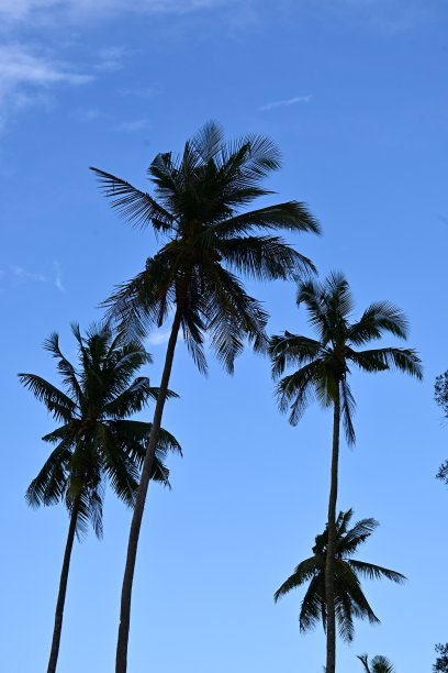 椰子树与蓝色的天空背景图片下载
