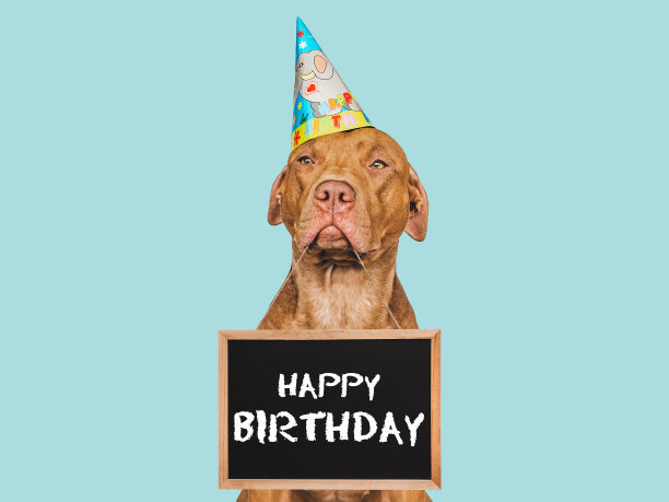 可爱可爱的棕色小狗，戴着派对帽图片下载