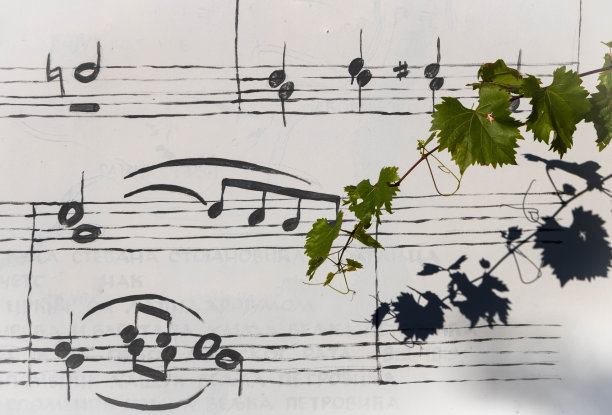 一根藤枝在乐谱上留下阴影的特写图片下载