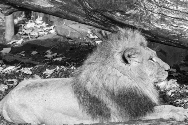 狮子坐在荷兰阿姆斯特丹的阳光下，黑白照片图片下载