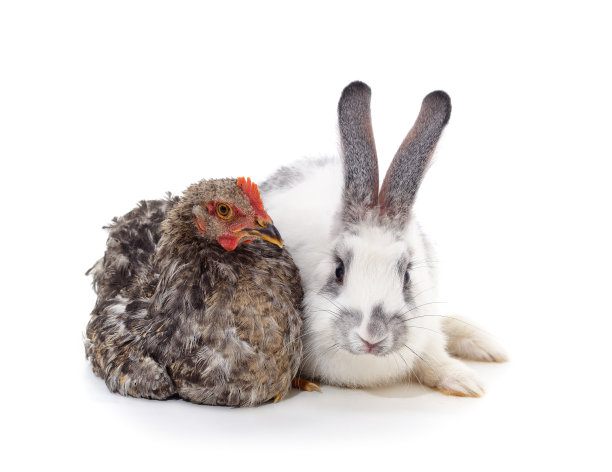 兔肉鸡。图片下载