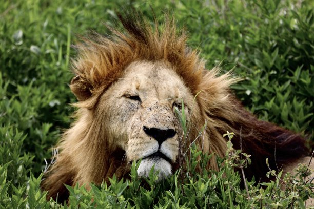坦桑尼亚狮子的正面。图片下载