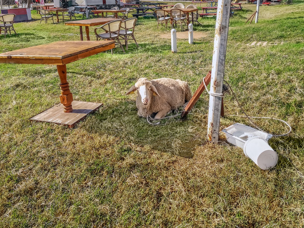 土耳其安塔利亚，一只被绑在柱子上的羊躺在餐厅桌子之间的草坪上图片下载